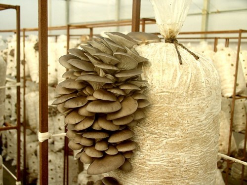 Вирощування грибів в домашніх умовах як бізнес