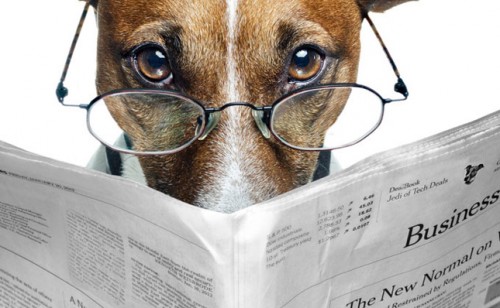 Собака в окулярах читає газету
