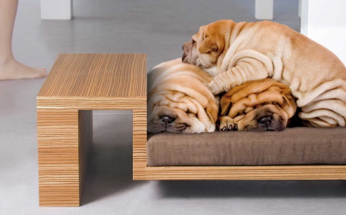 Собаки лежать на меблях