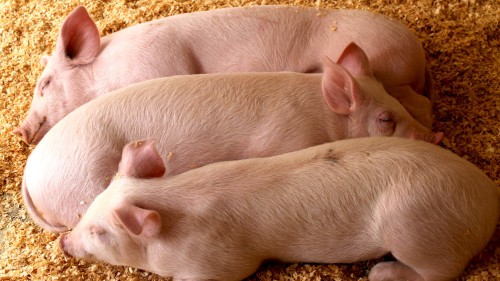 3 свині лежать на підлозі