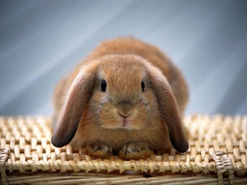 Кролик сидить на плетених сіточці